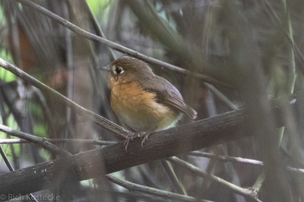 Rusty-breasted Antpitta (Grallaricula ferrugineipectus) photo