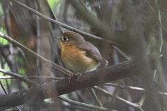 Rusty-Breasted Antpitta photo 1