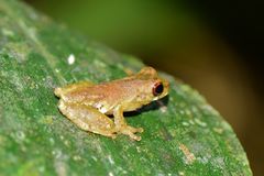 Dendropsophus brevifrons