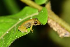 Pristimantis variabilis