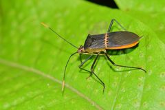 Leptoscelis saepifera