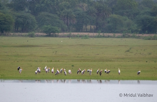 Painted Stork