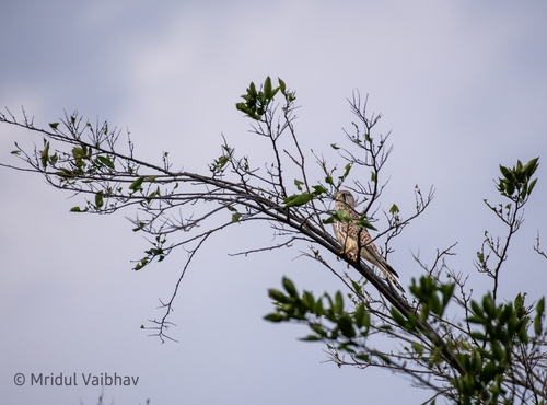 Eurasian Kestrel