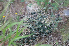 Ancistrocactus scheeri