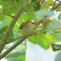 Prinia hodgsonii