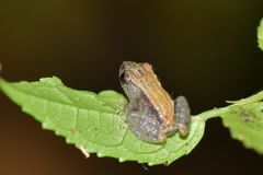 Pristimantis brevicrus