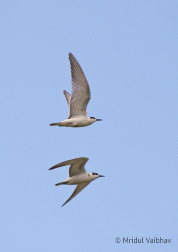 Whiskered Tern