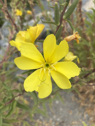 iNaturalist observation photo of tall evening primrose