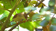 Prinia hodgsonii
