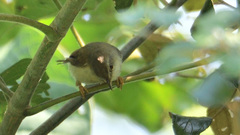 Prinia hodgsonii