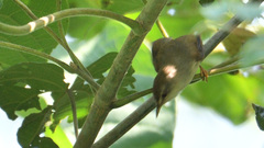 Prinia hodgsonii