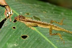 Anolis trachyderma