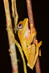 Boana appendiculata