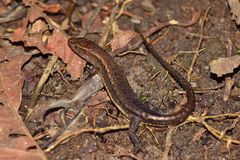 Loxopholis parietalis