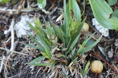 Poaceae