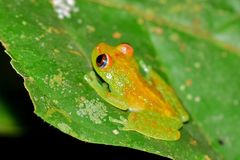 Boana cinerascens
