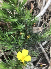 Hibbertia fasciculata