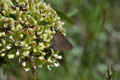 Satyrium favonius