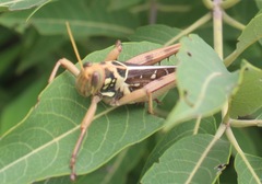 Kraussaria angulifera