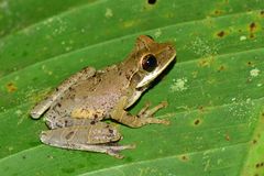 Osteocephalus planiceps