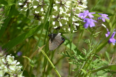 Satyrium favonius
