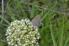Satyrium favonius