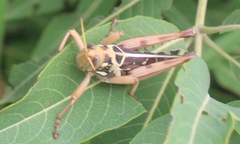 Kraussaria angulifera