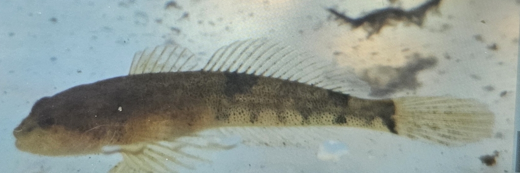 Margined sculpin (Cottus marginatus) — Cottidae