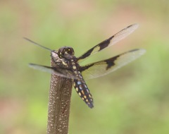 Palpopleura