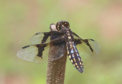 Palpopleura