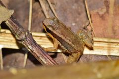 Allobates insperatus