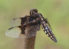 Palpopleura