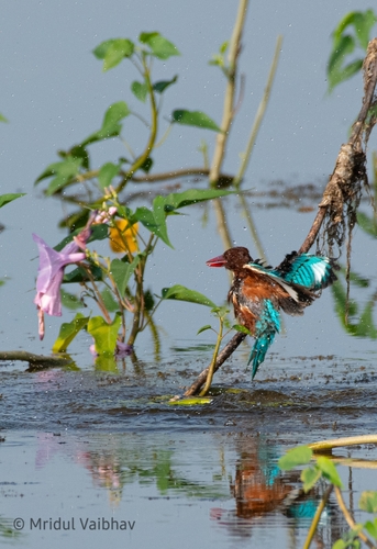 White-throated Kingfisher