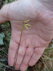 Caladenia atradenia