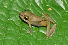 Pristimantis variabilis