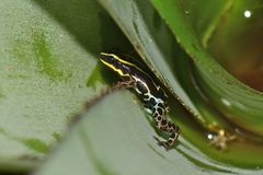 Ranitomeya variabilis