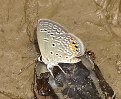 Freyeria trochylus