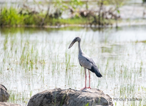 Asian Openbill