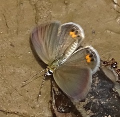 Freyeria trochylus
