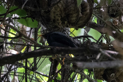 Turdus flavipes