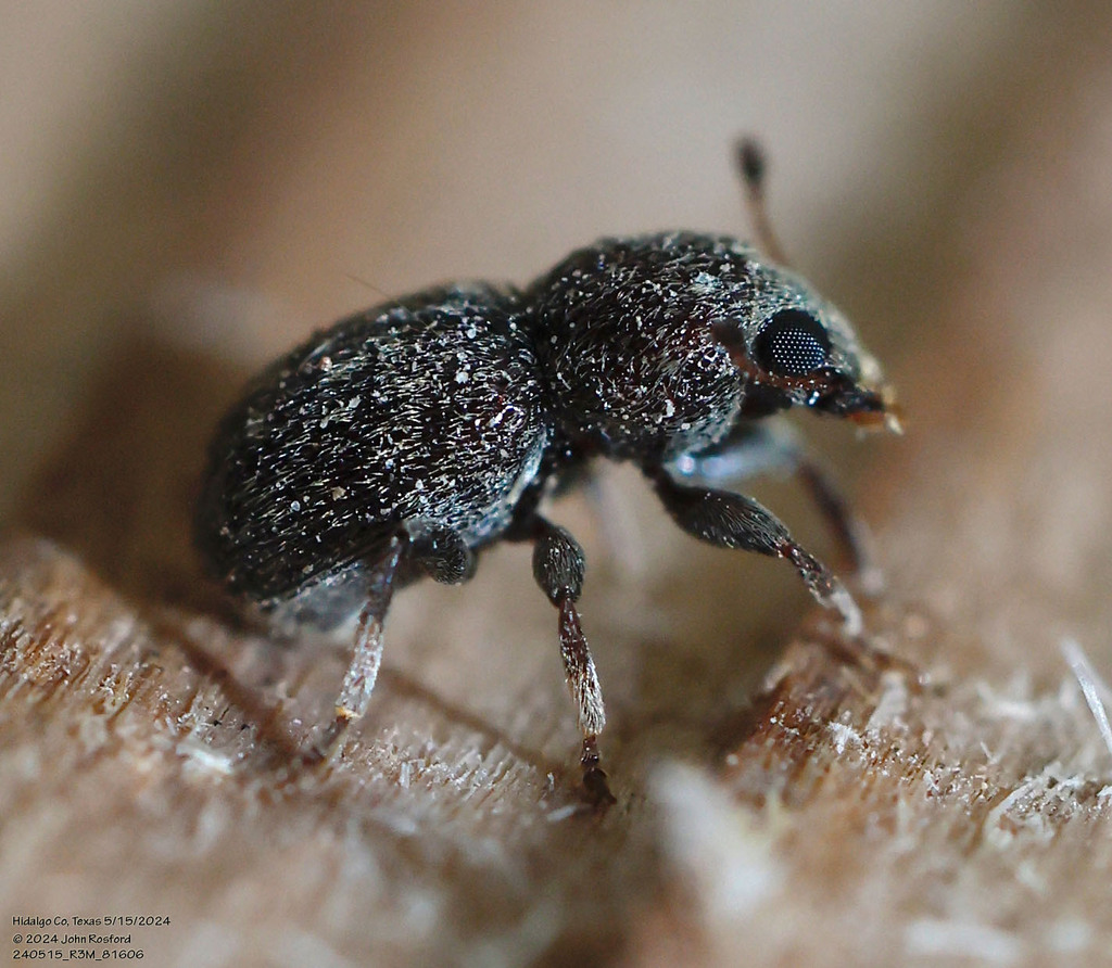 Bristly Fungus Weevil