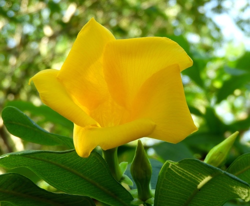 Cascabela ovata