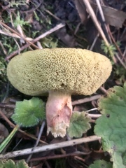 Hortiboletus coccyginus