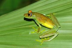 Boana cinerascens