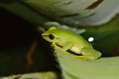 Pristimantis acuminatus