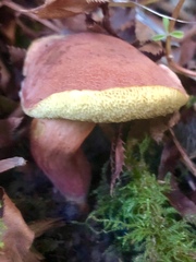 Hortiboletus coccyginus