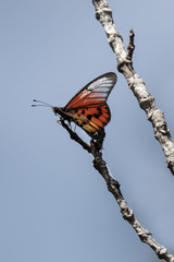 Acraea sambavae