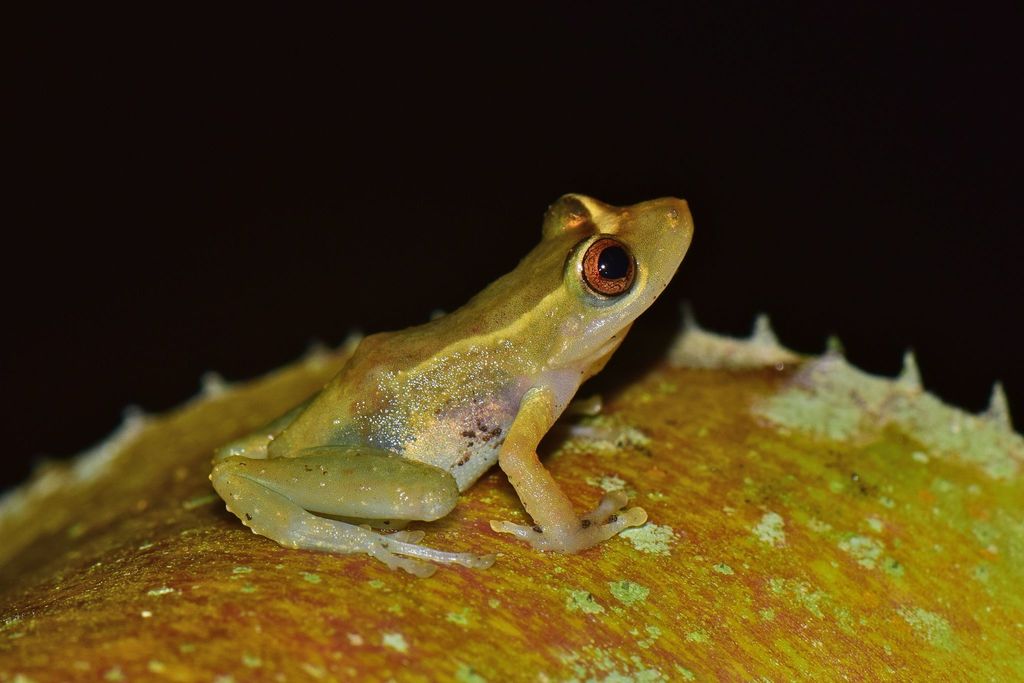 Yasuni Rain Frog (Pristimantis aureolineatus)