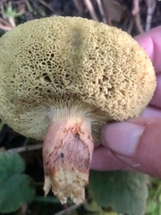 Hortiboletus coccyginus