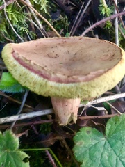 Hortiboletus coccyginus
